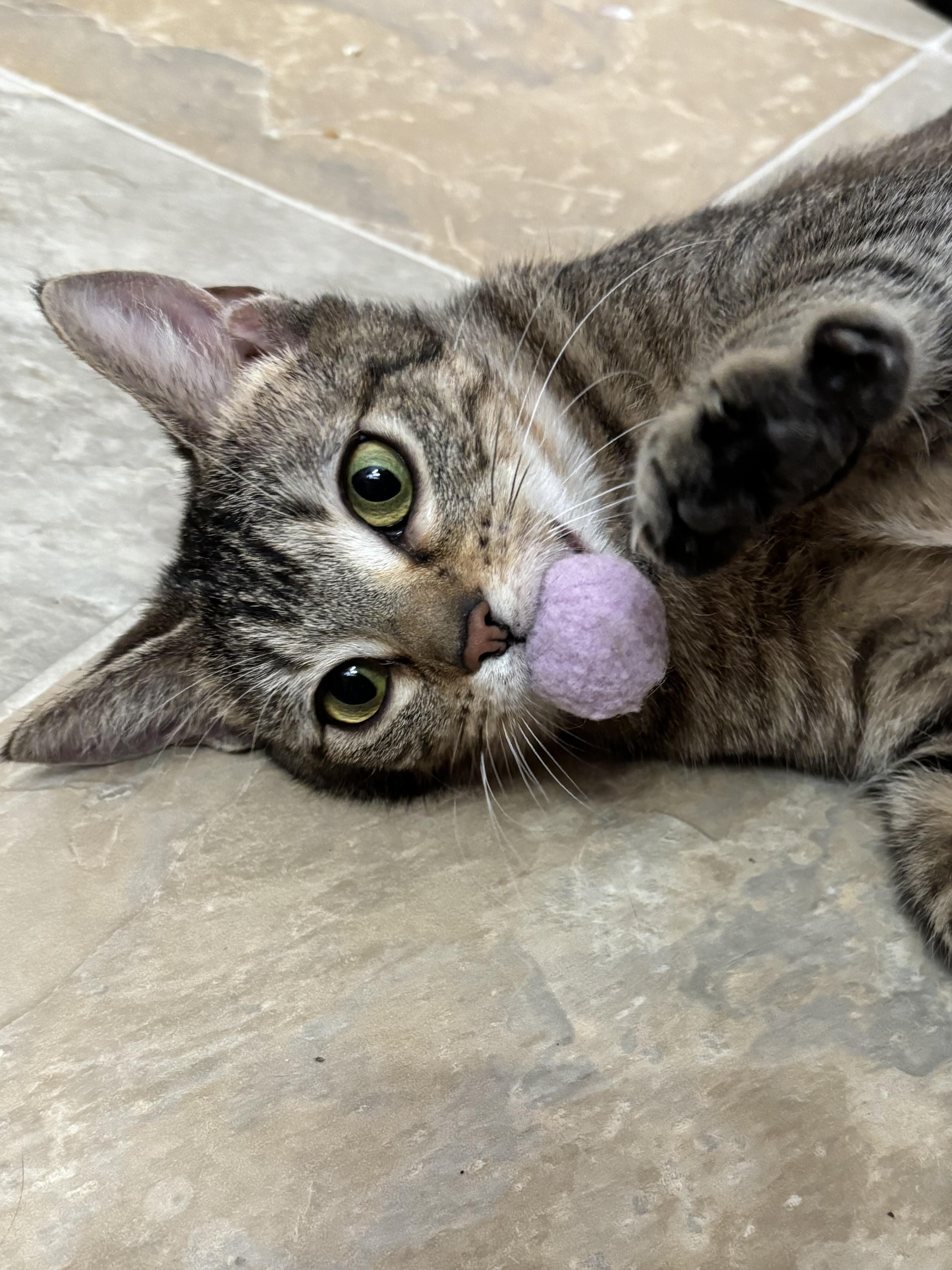 Joi, a Adoptable Domestic Short Hair in Fairview Heights, IL image 3/4