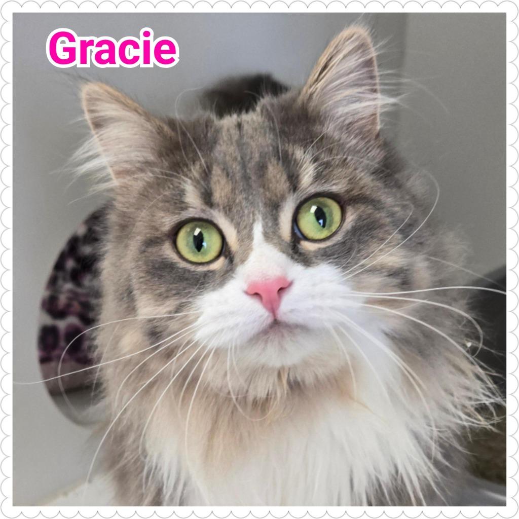 Gracie, Adopted, Young Female Domestic Medium Hair.