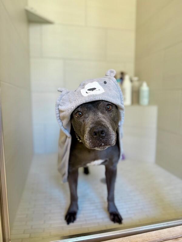 Lola Lovebug your Soulmate on Four Paws — thumbnail 4