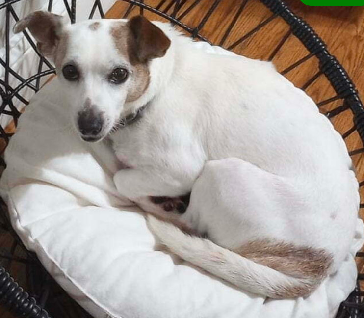 Enlarge Berry, a Adopted Fox Terrier in Anderson , SC image 1/2