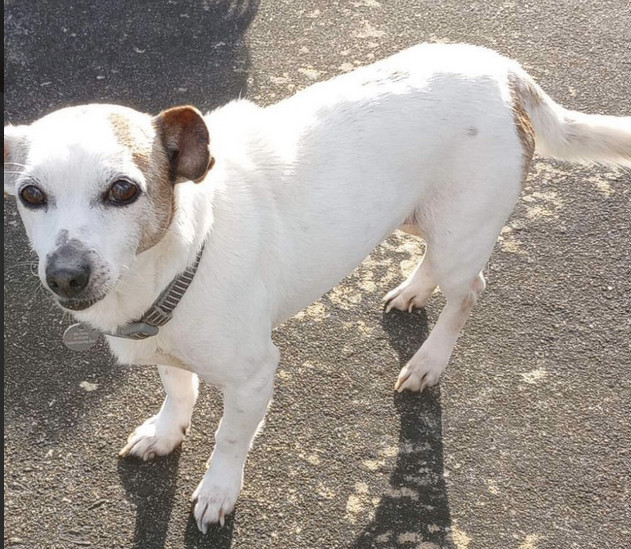 Enlarge Berry, a Adopted Fox Terrier in Anderson , SC image 2/2