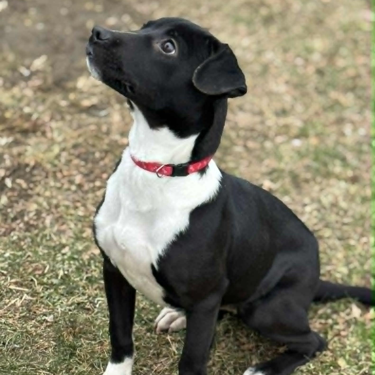 Hilda, a ADOPTABLE mixed breed in Danbury, CT image 1/4