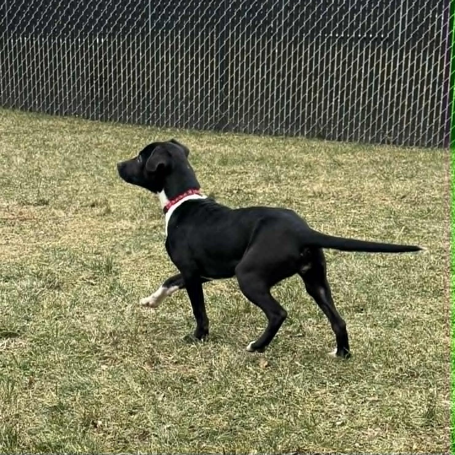 Hilda, a ADOPTABLE mixed breed in Danbury, CT image 2/4