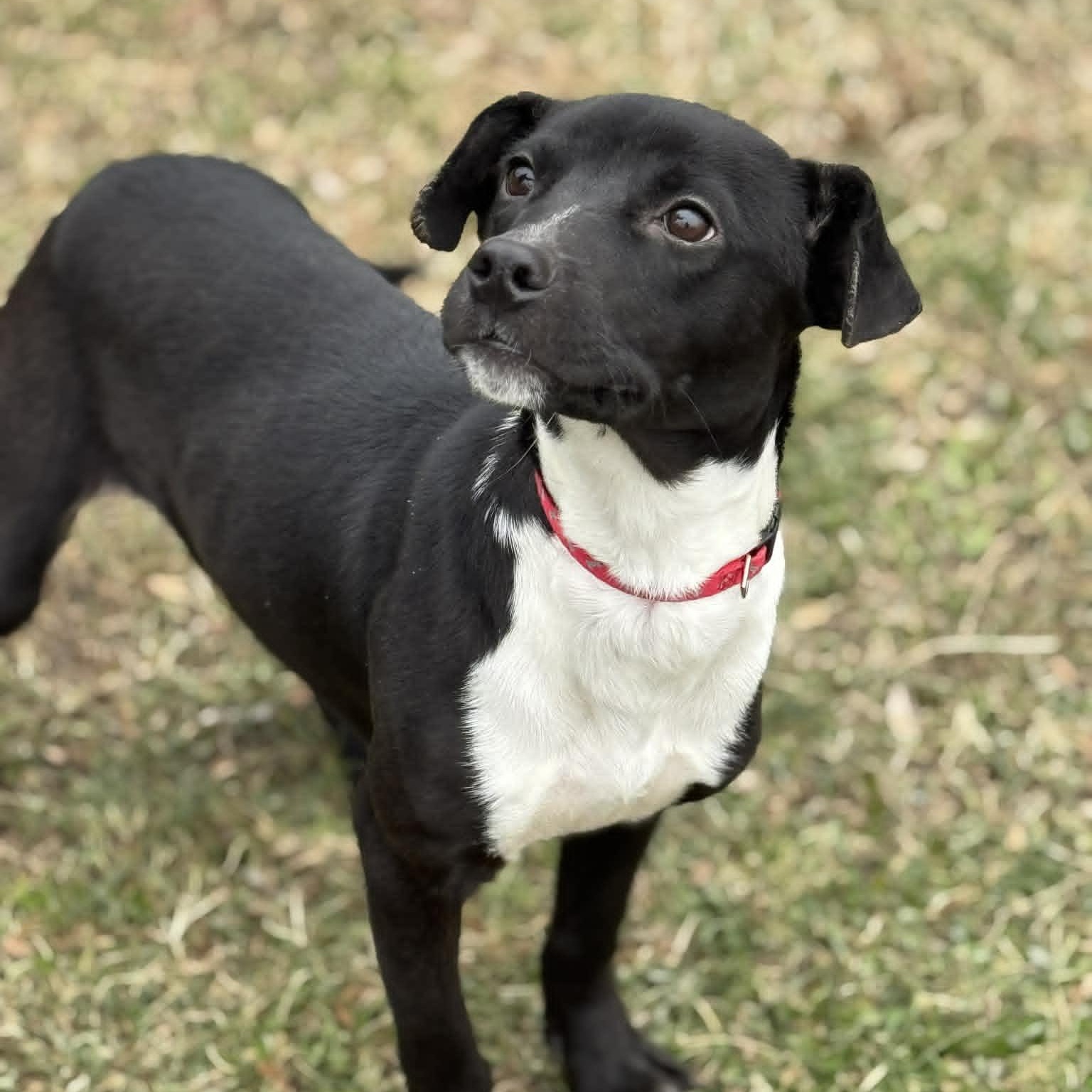 Hilda, a ADOPTABLE mixed breed in Danbury, CT image 3/4