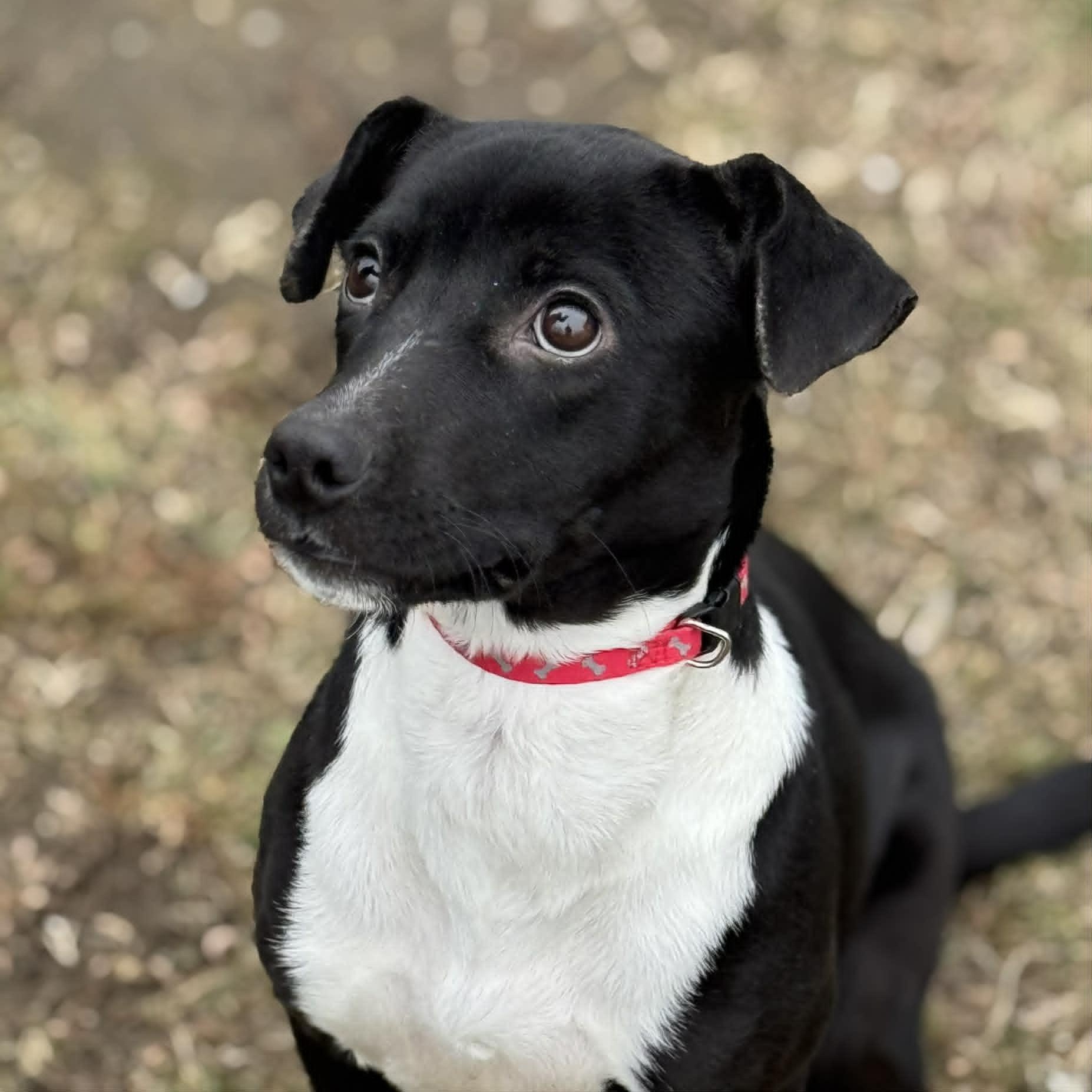 Hilda, a ADOPTABLE mixed breed in Danbury, CT image 4/4