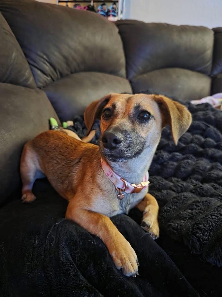 Peony, Adoptable, Puppy Female Dachshund.