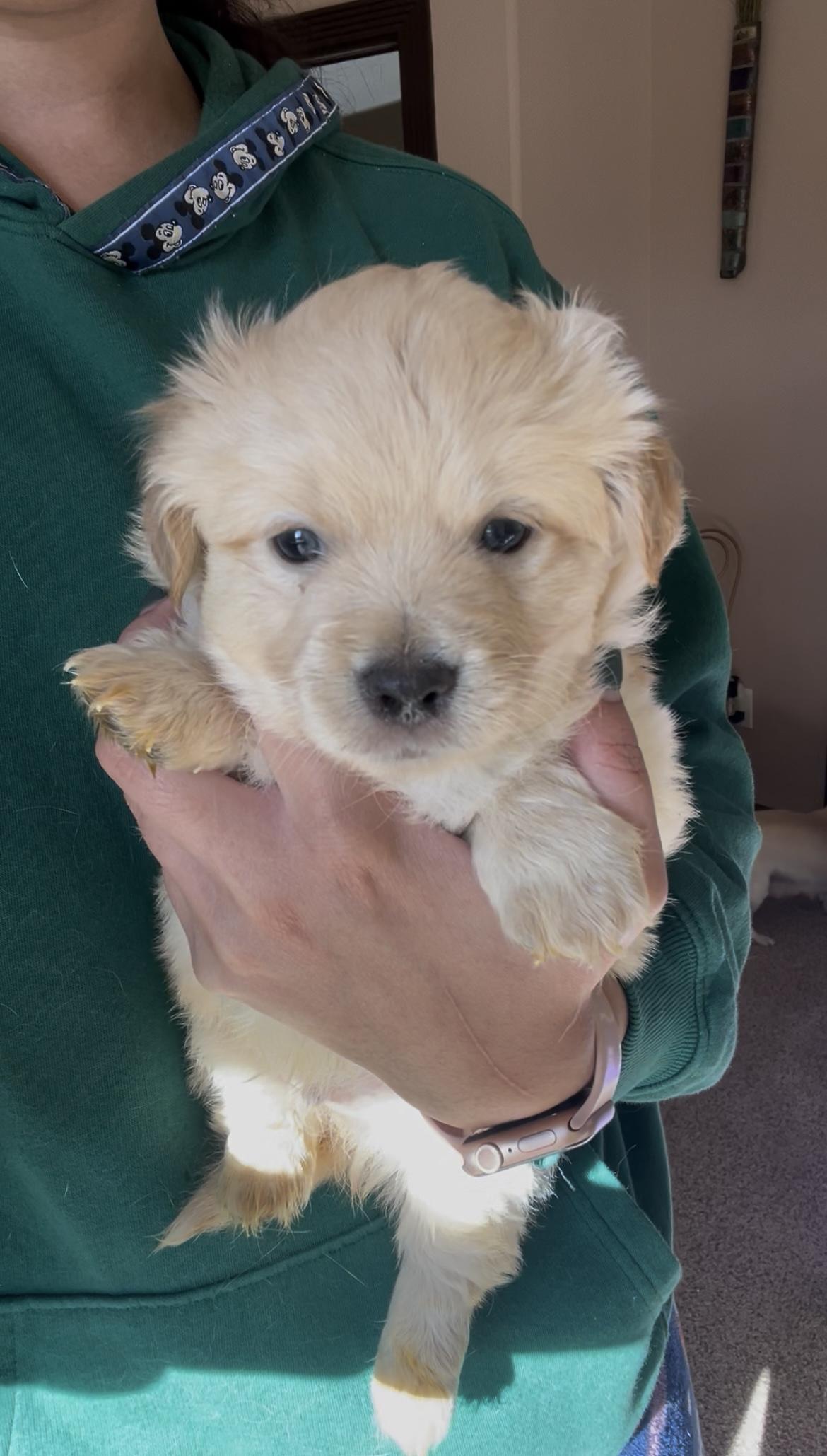 Angel, adopted, Puppy Male Chiweenie.