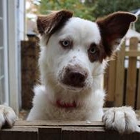 Enlarge Landyn, a ADOPTABLE mixed breed in Salem, WI image 1/2