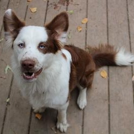 Enlarge Landyn, a ADOPTABLE mixed breed in Salem, WI image 2/2