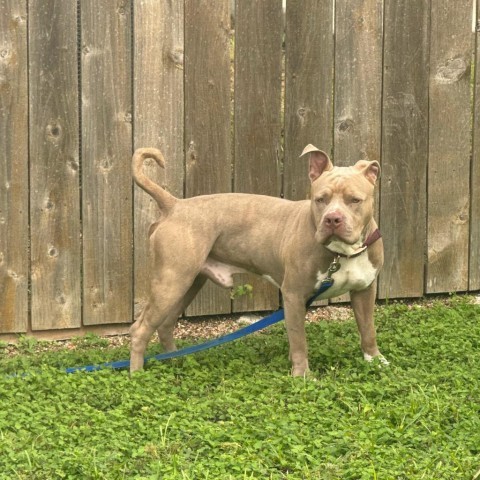 Mr Barkside 5