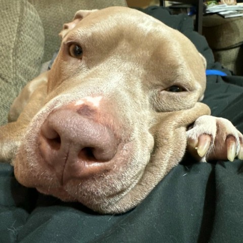 Mr Barkside 6