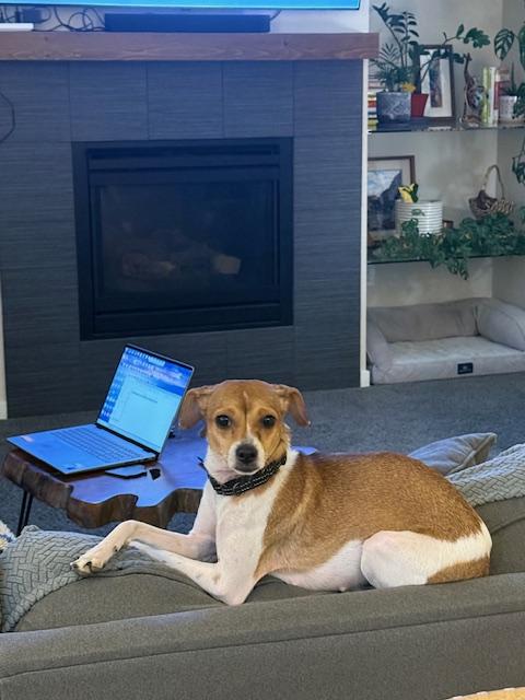 Enlarge Punch, a ADOPTABLE mixed breed in Denver, CO image 4/4