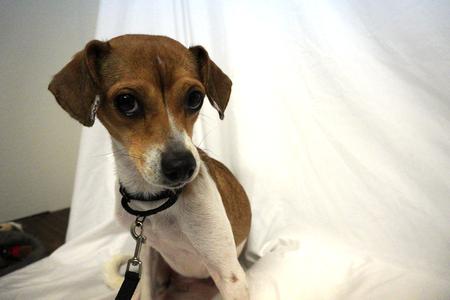 Enlarge Punch, a ADOPTABLE mixed breed in Denver, CO image 2/2