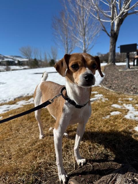 Enlarge Punch, a ADOPTABLE mixed breed in Denver, CO image 3/4