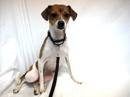 Enlarge Punch, a ADOPTABLE mixed breed in Denver, CO image 1/2