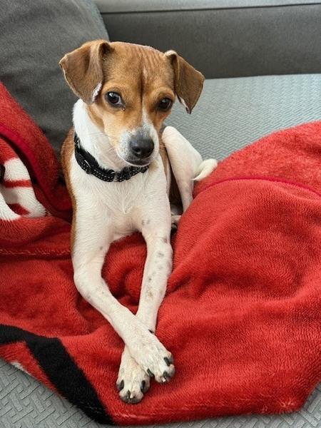 Punch, ADOPTABLE, Adult Female Chihuahua.