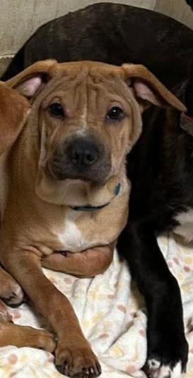 Lol-P26 Delilah, an adoptable mixed breed in Billings, MT image 1/2