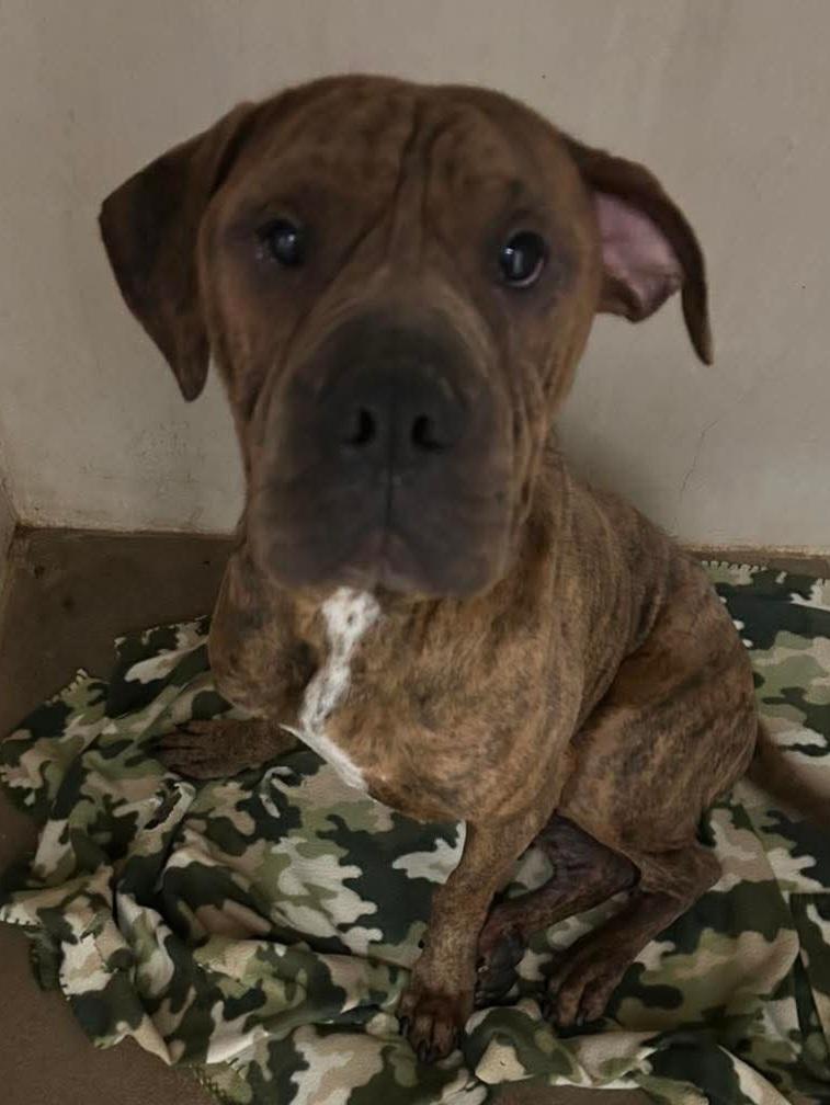 Lol-P26 Delilah, an adoptable mixed breed in Billings, MT image 2/2