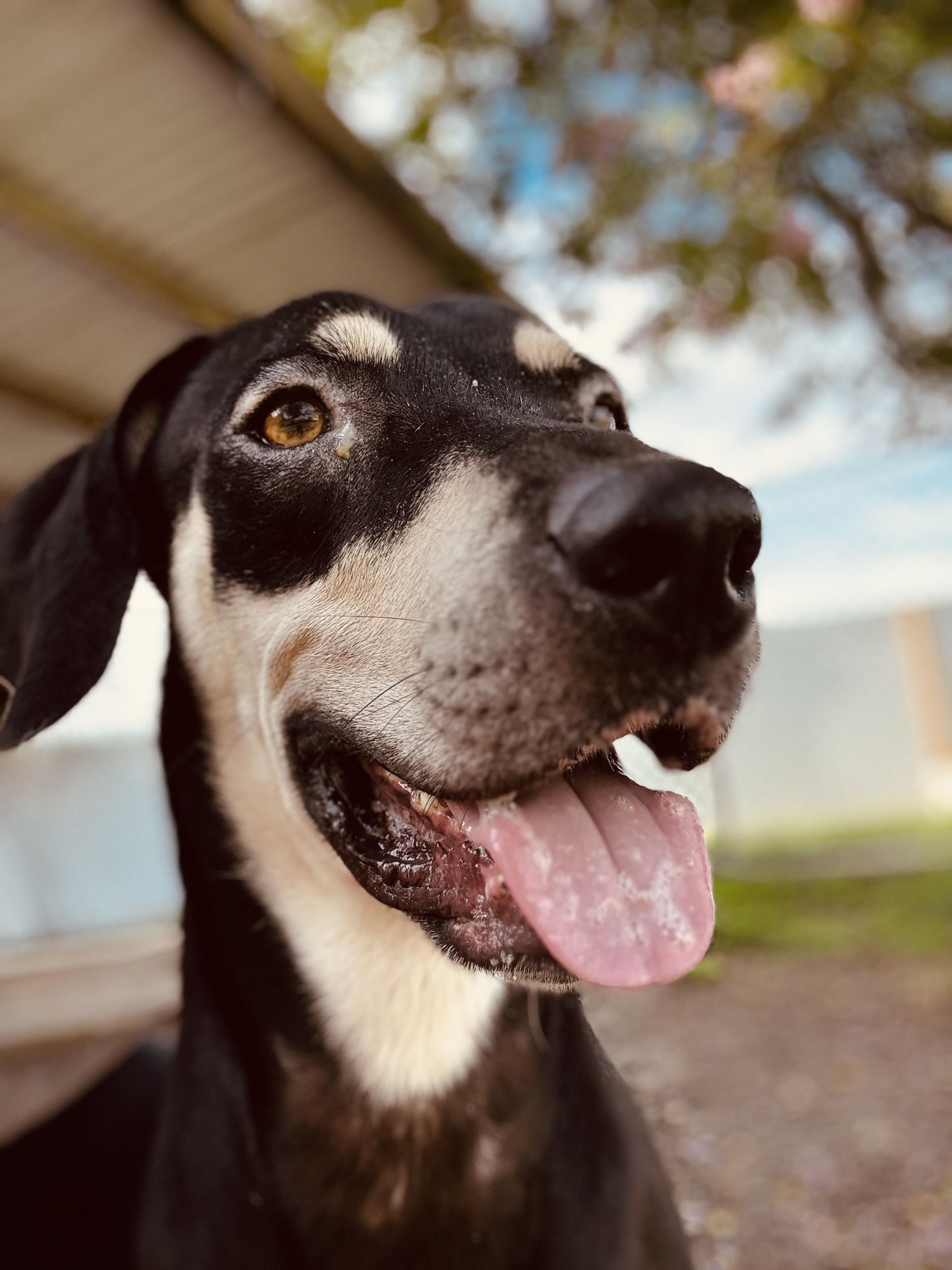 S'Mores, an adoptable mixed breed in New Port Richey, FL image 4/4