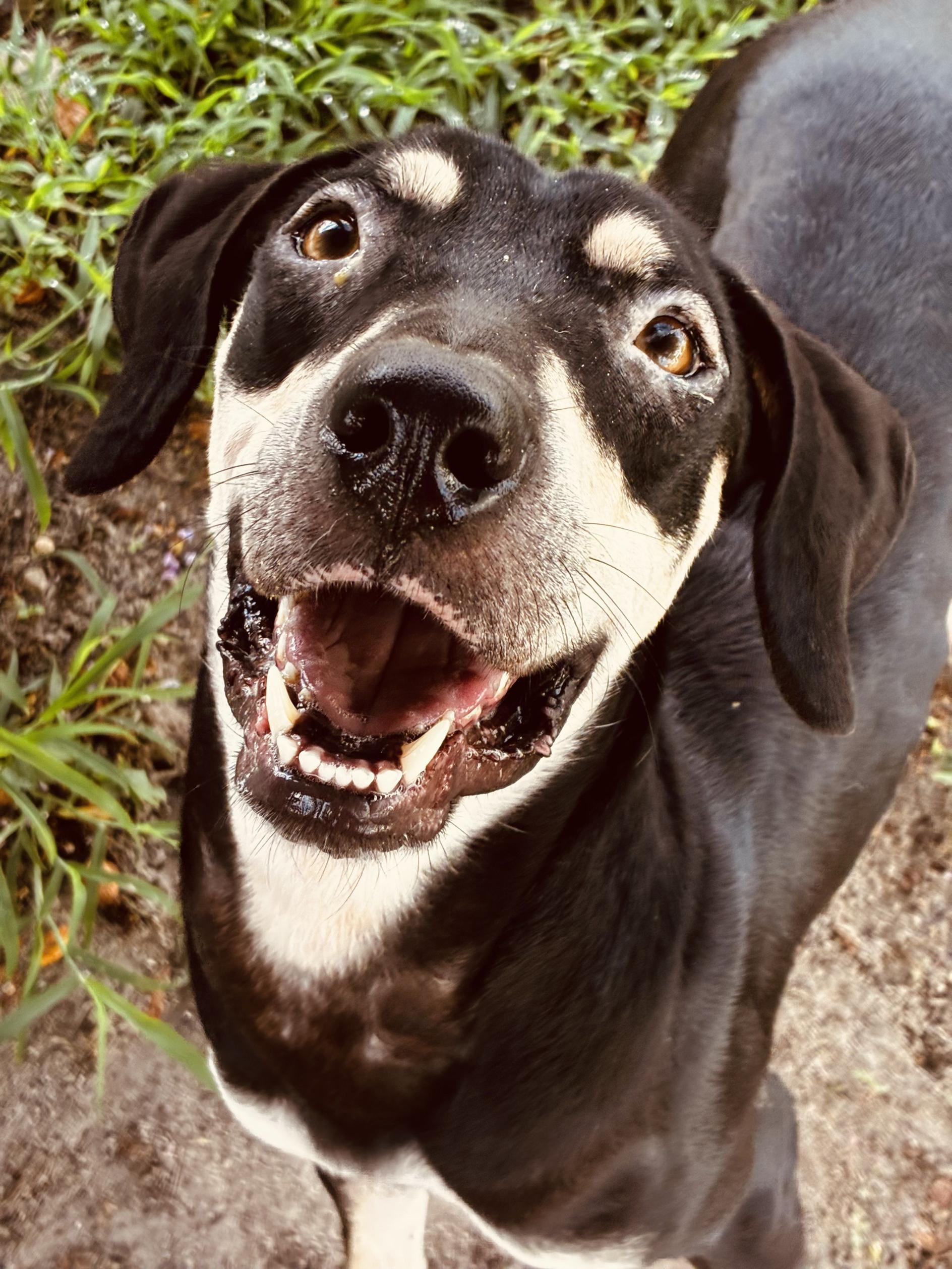 S'Mores, adoptable, Adult Female Hound.