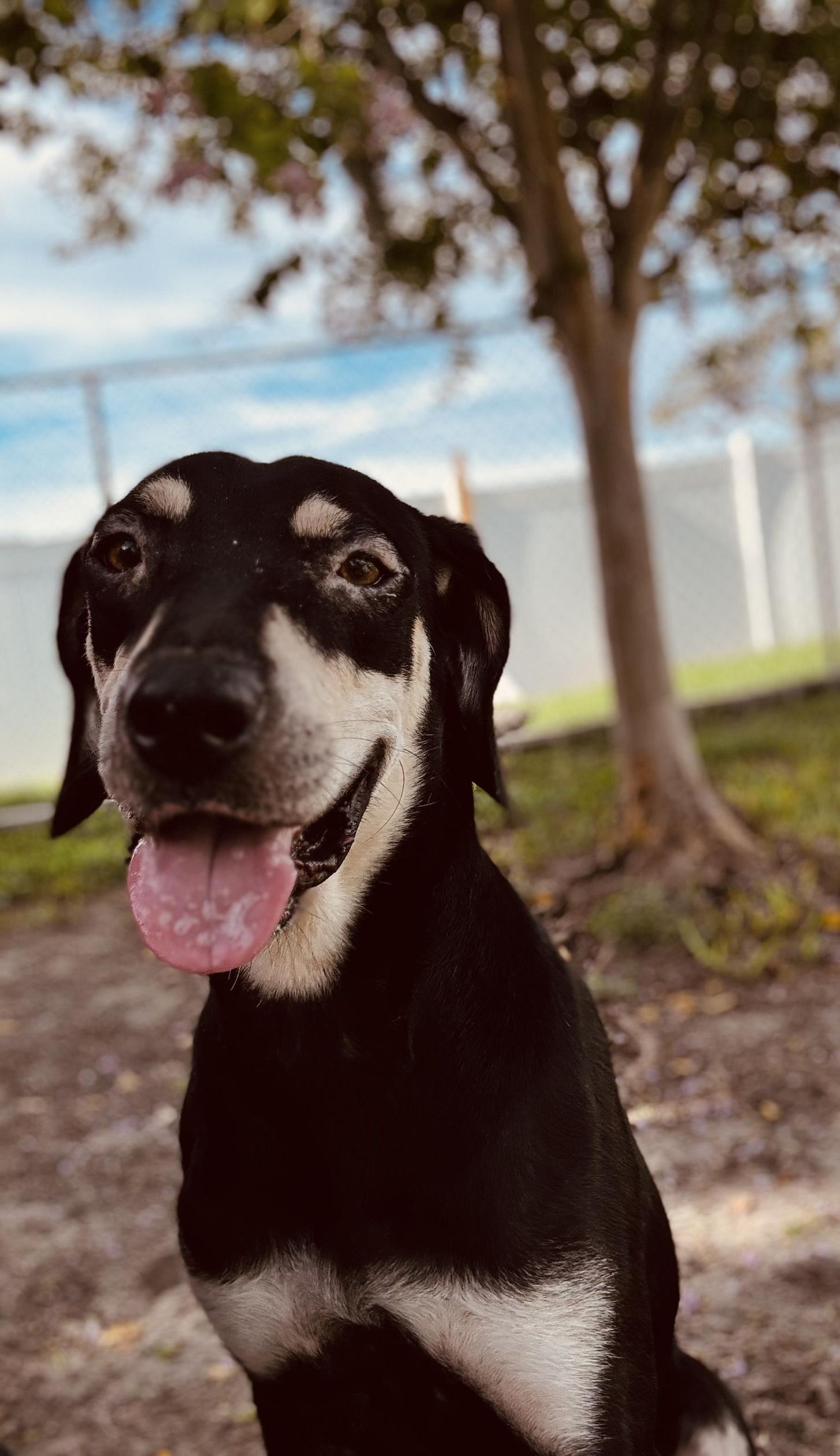S'Mores, an adoptable mixed breed in New Port Richey, FL image 2/4