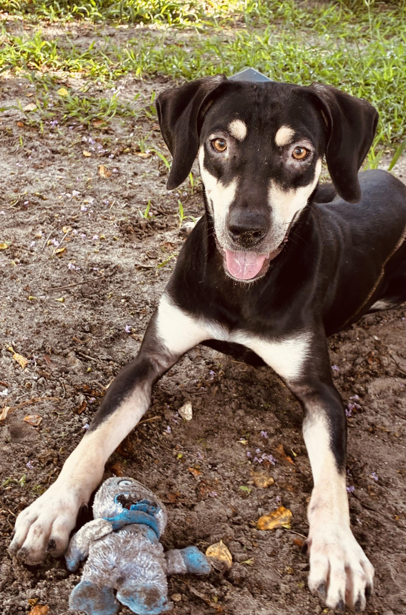 S'Mores, an adoptable mixed breed in New Port Richey, FL image 3/4