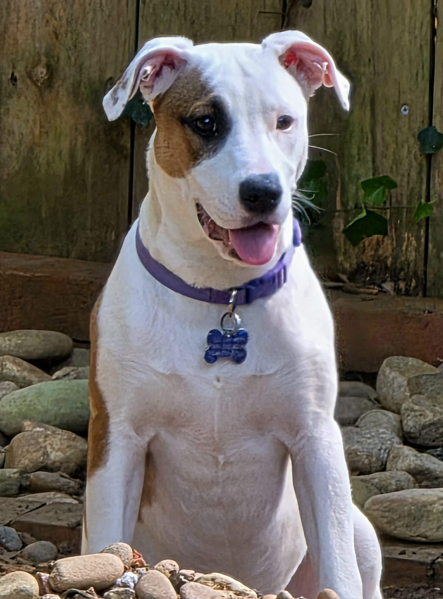Enlarge Dockers, a Adoptable mixed breed in Lexington, NC image 3/3