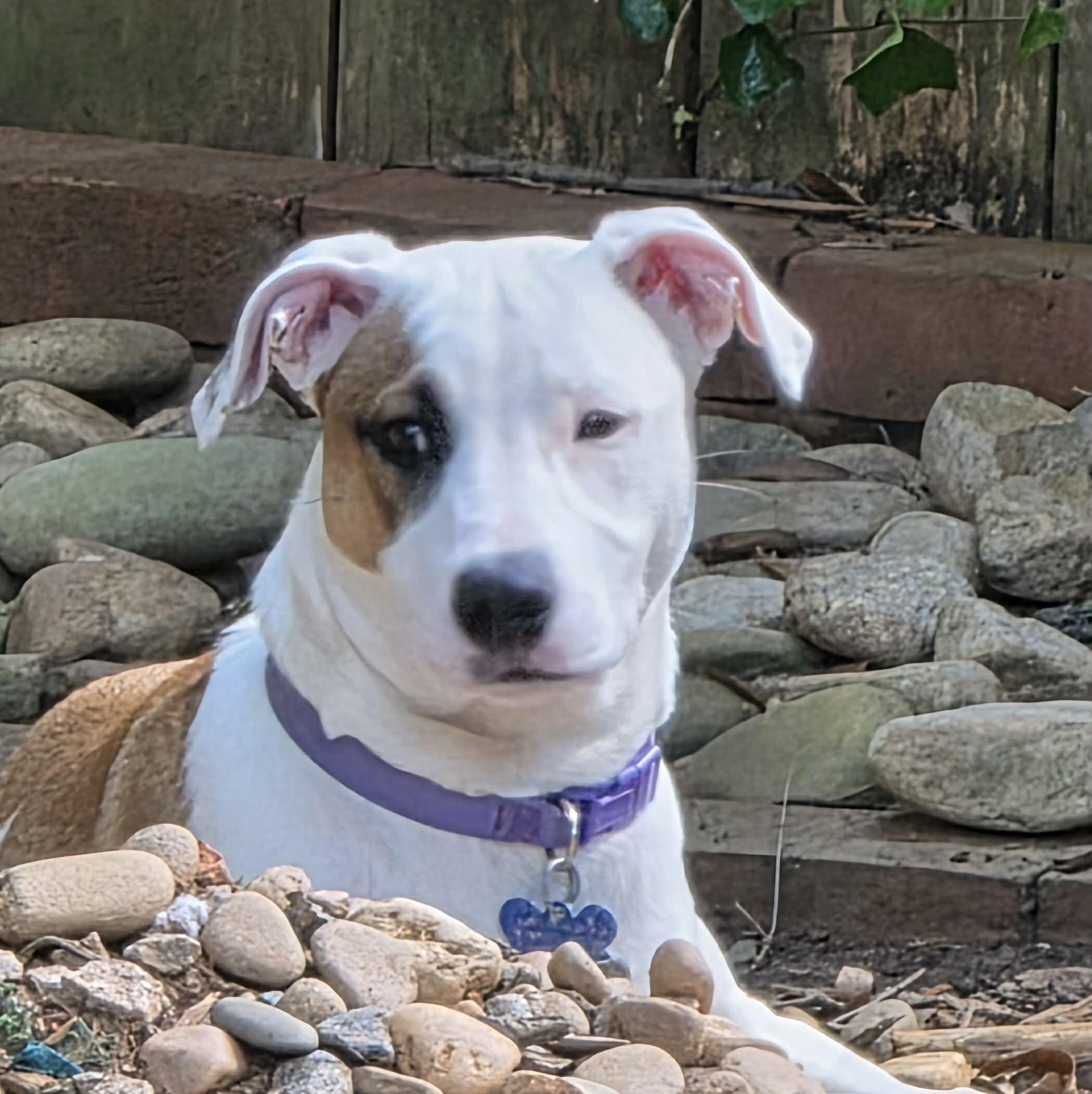 Enlarge Dockers, a Adoptable mixed breed in Lexington, NC image 2/3