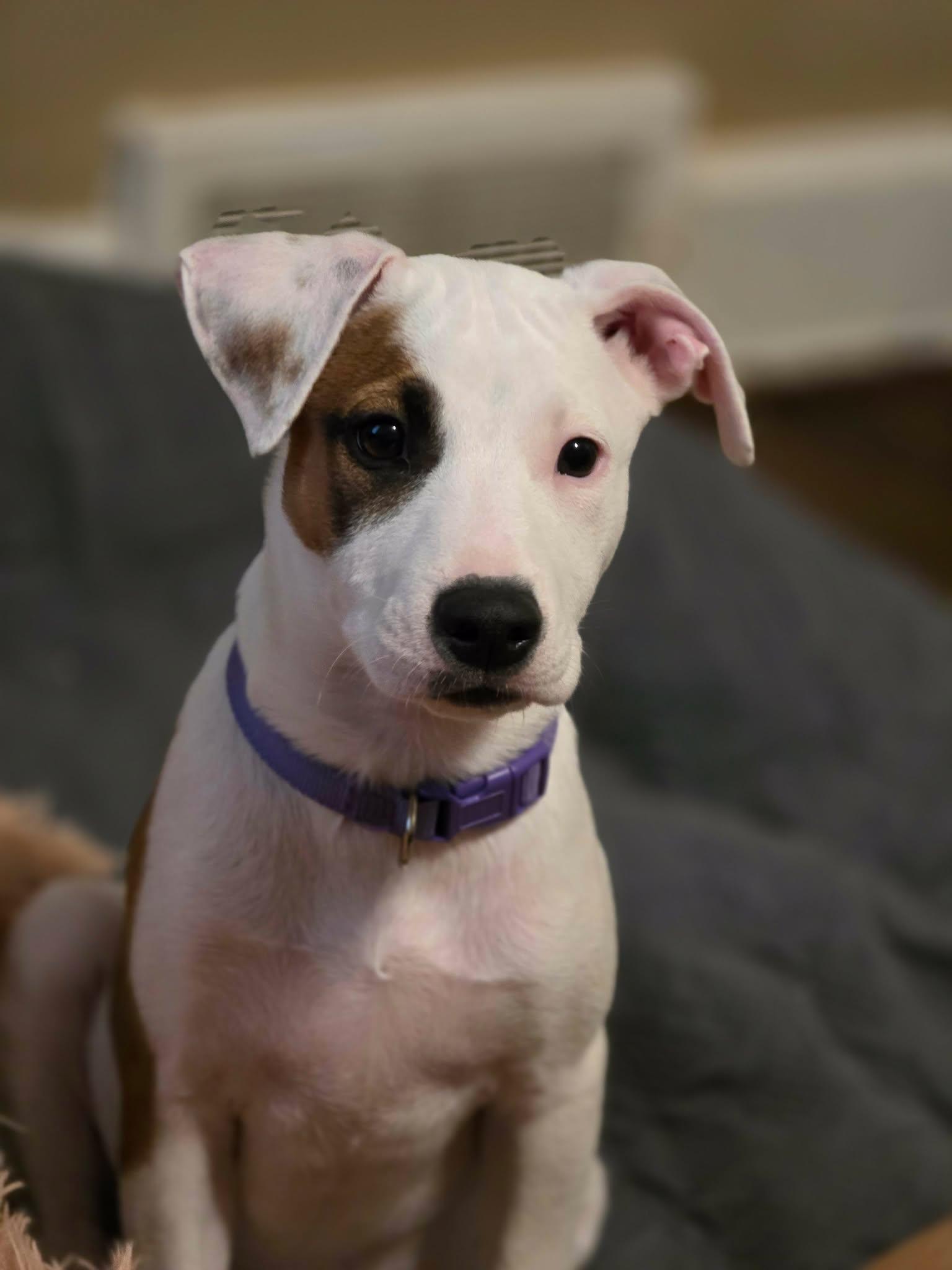 Dockers, Adoptable, Puppy Female Jack Russell Terrier.