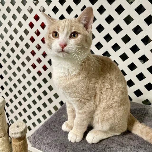 Kramer, Adoptable, Young Male Tabby & Domestic Short Hair.
