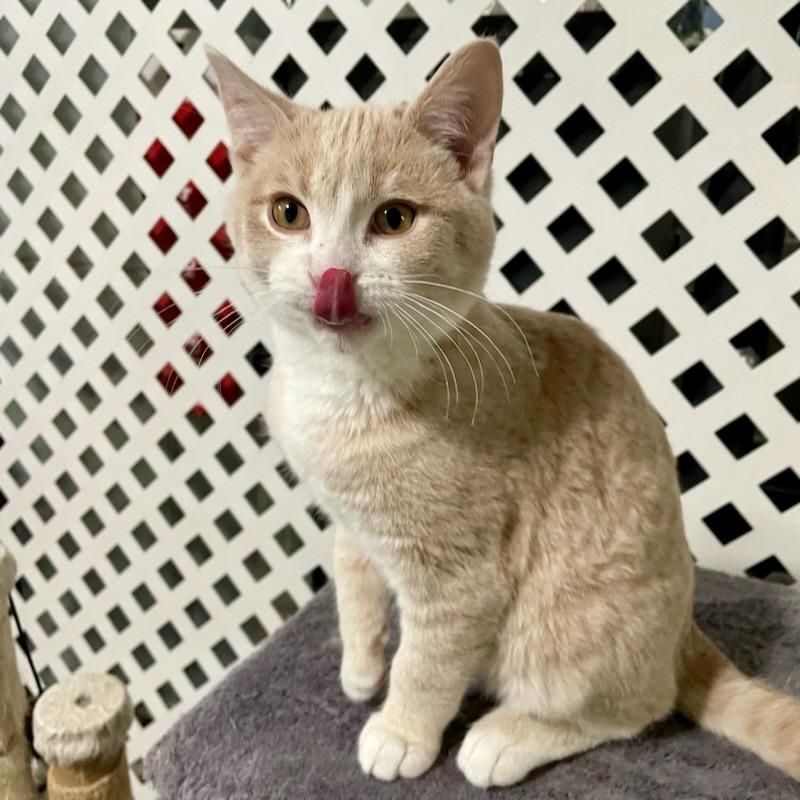 Enlarge Kramer, a Adoptable mixed breed in Benson, MN image 3/4