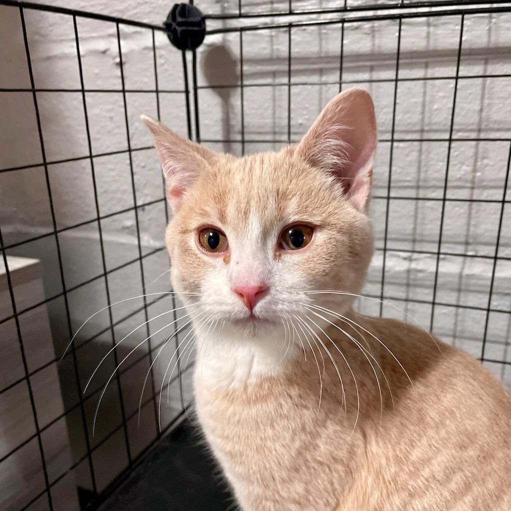 Enlarge Kramer, a Adoptable mixed breed in Benson, MN image 4/4