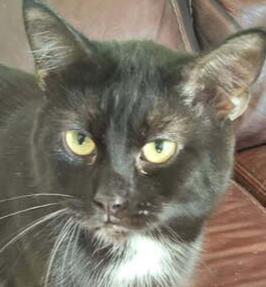 Enlarge Speedy, a Adoptable Domestic Short Hair in Anoka, MN image 1/1