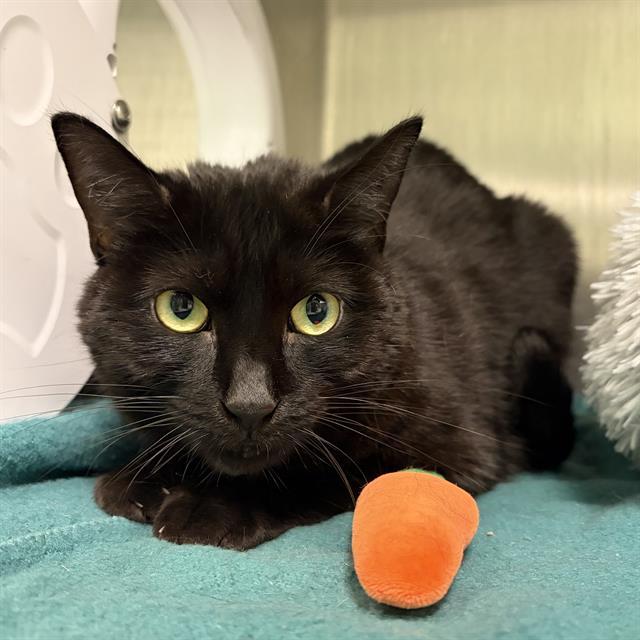 Enlarge DIPSY, a Adoptable Domestic Short Hair in Centerville, MA image 1/1