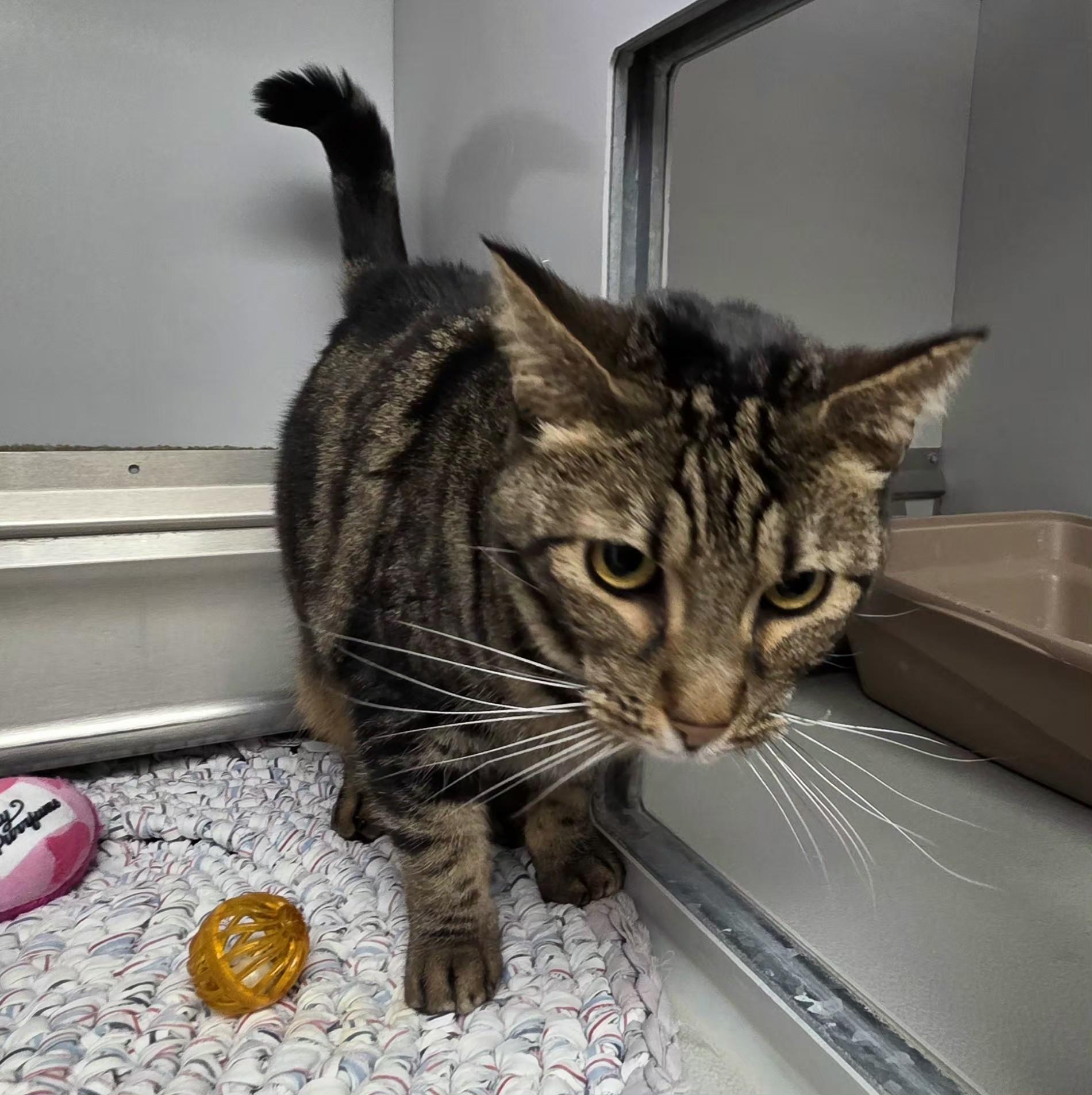 61967543, Adoptable, Adult Female Domestic Short Hair.