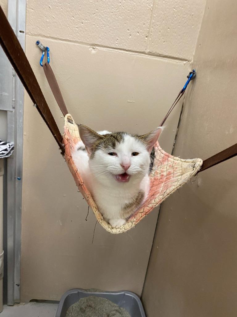 Kassidy, Adoptable, Young Female Domestic Short Hair.