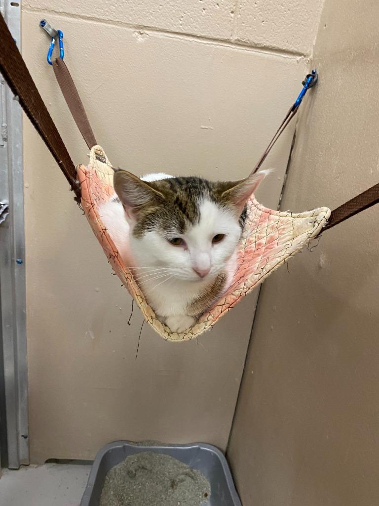 Enlarge Kassidy, a Adoptable mixed breed in Findlay, OH image 2/2