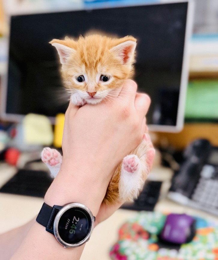 Lobster, Adoptable, Kitten Male Domestic Short Hair.