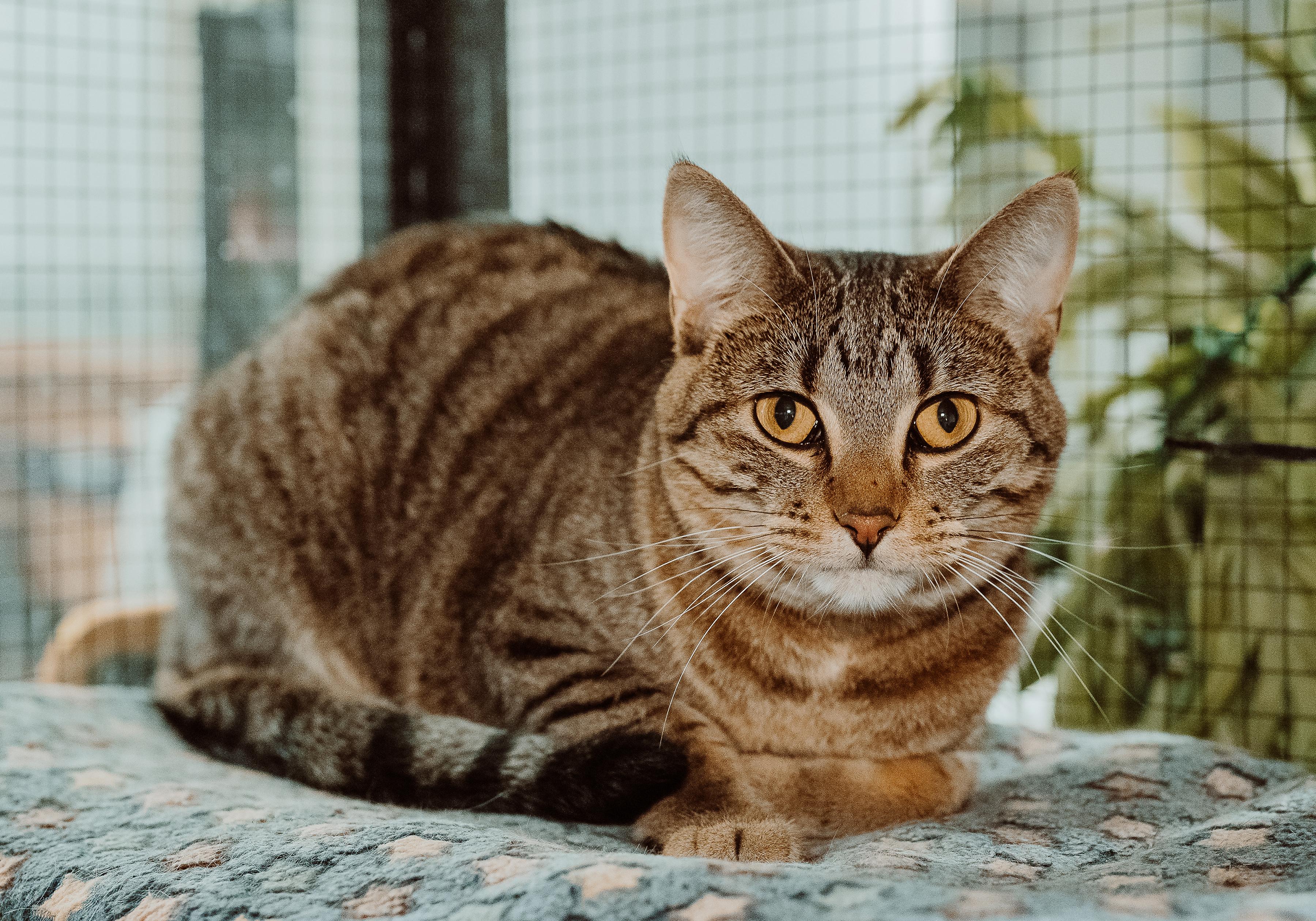 Enlarge Destiny, a Adoptable Tabby in Le Mars, IA image 1/1
