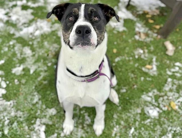 GNOCCHI, Adoptable, Young Male Pit Bull Terrier.