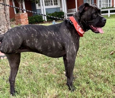 Mandi Sue “Baby” - Sanctuary, a Adoptable mixed breed in Belleville, NJ image 1/5