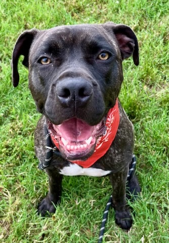 Mandi Sue “Baby” - Sanctuary, a Adoptable mixed breed in Belleville, NJ image 3/5