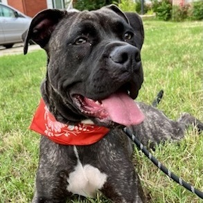 Mandi Sue “Baby” - Sanctuary, a Adoptable mixed breed in Belleville, NJ image 4/5