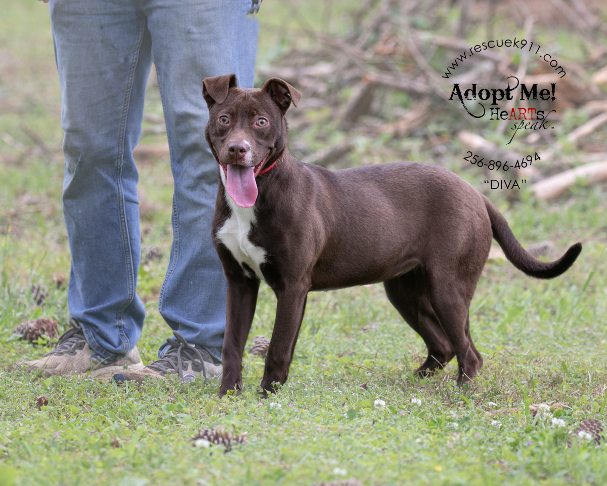 Enlarge Diva, a Adoptable Terrier in Camp Hill, AL image 2/5