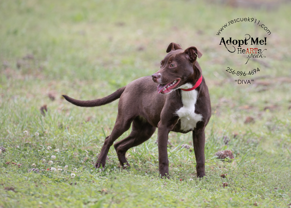 Enlarge Diva, a Adoptable Terrier in Camp Hill, AL image 4/5