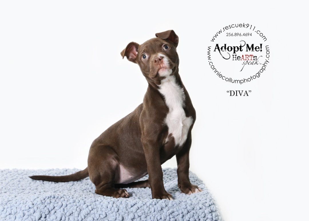 Enlarge Diva, a Adoptable Terrier in Camp Hill, AL image 3/5