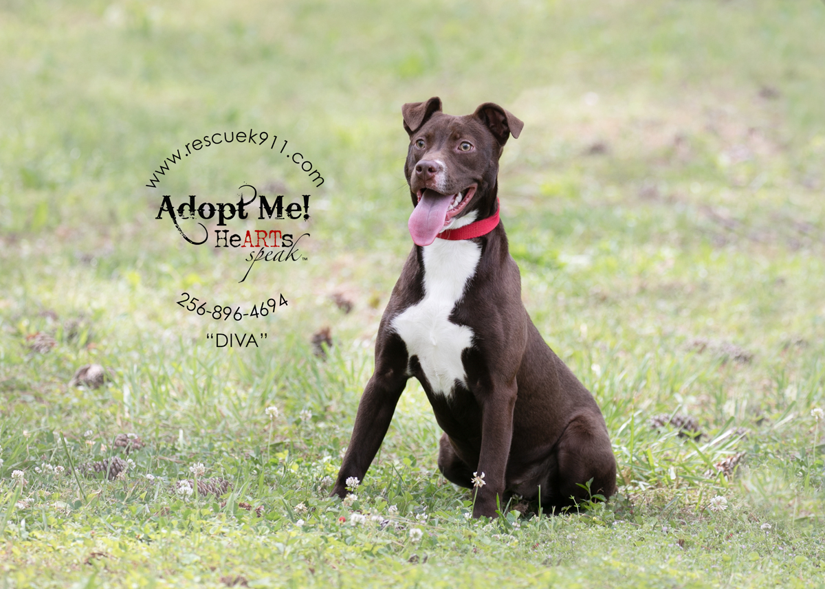 Enlarge Diva, a Adoptable Terrier in Camp Hill, AL image 1/5