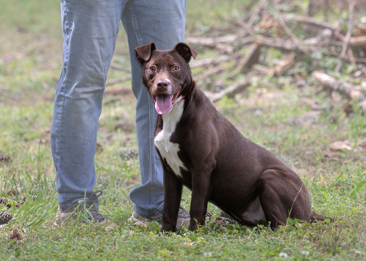 Enlarge Diva, a Adoptable Terrier in Camp Hill, AL image 5/5
