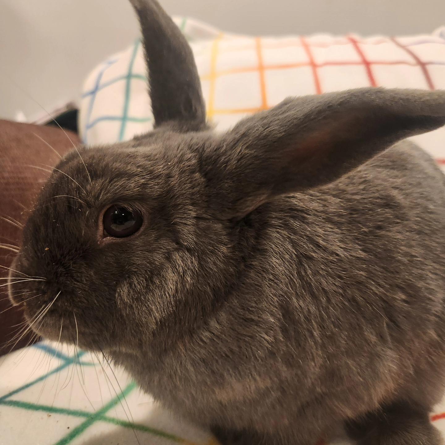 Murphy, Adoptable, Adult Male Polish.