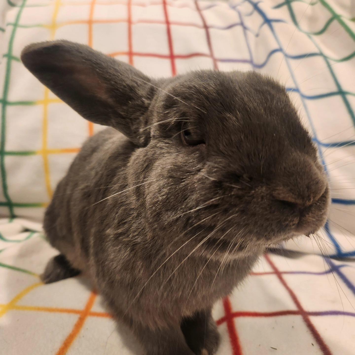 Murphy, a Adoptable mixed breed in Seymour, CT image 2/2